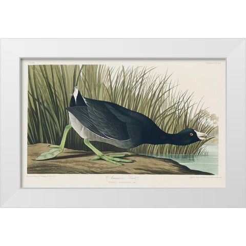 American Coot White Modern Wood Framed Art Print by Audubon, John James