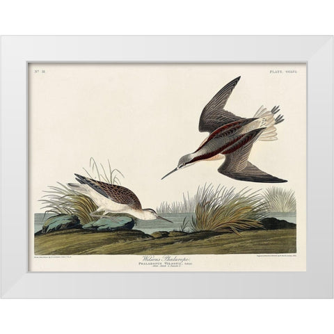 Wilsons Phalarope White Modern Wood Framed Art Print by Audubon, John James