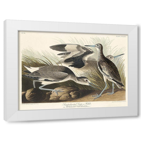 Semipalmated Snipe or Willet White Modern Wood Framed Art Print by Audubon, John James