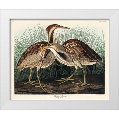 American Bittern White Modern Wood Framed Art Print by Audubon, John James