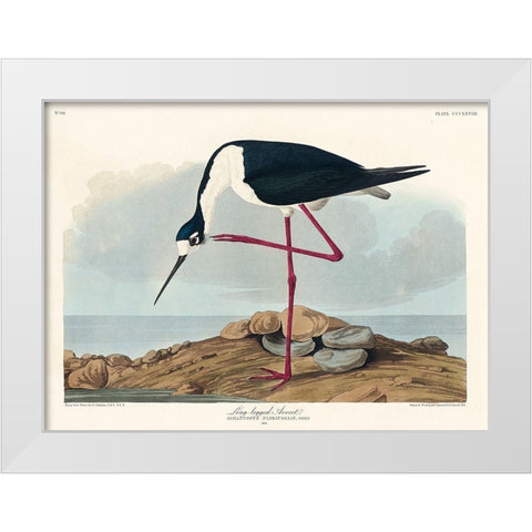 Long-legged Avocet White Modern Wood Framed Art Print by Audubon, John James