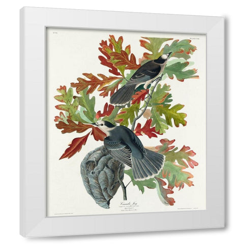 Canada JayÂ  White Modern Wood Framed Art Print by Audubon, John James
