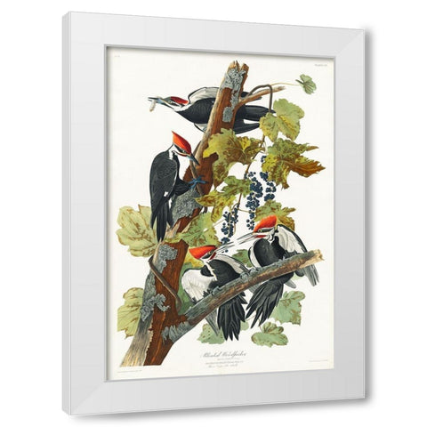 Pileated Woodpecker White Modern Wood Framed Art Print by Audubon, John James