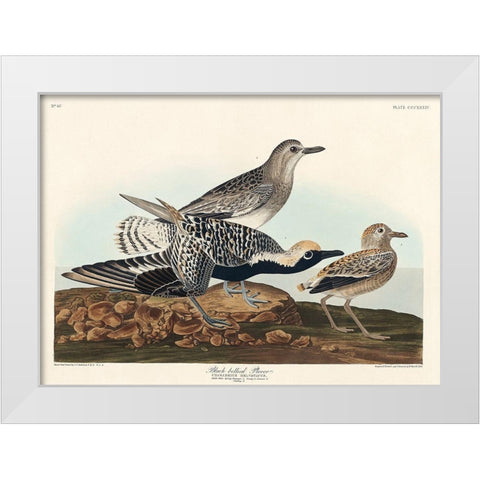 Black-bellied Plover White Modern Wood Framed Art Print by Audubon, John James
