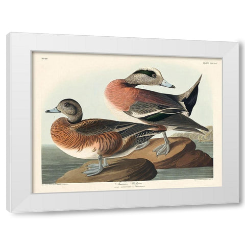American Widgeon White Modern Wood Framed Art Print by Audubon, John James
