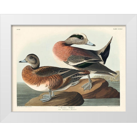 American Widgeon White Modern Wood Framed Art Print by Audubon, John James