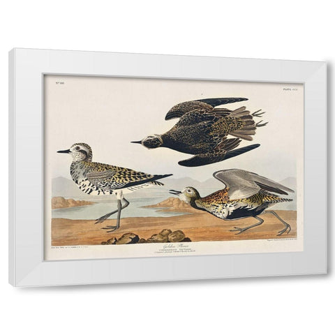 Golden Plover White Modern Wood Framed Art Print by Audubon, John James