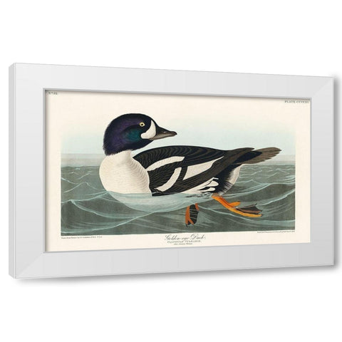 Golden-eye Duck White Modern Wood Framed Art Print by Audubon, John James