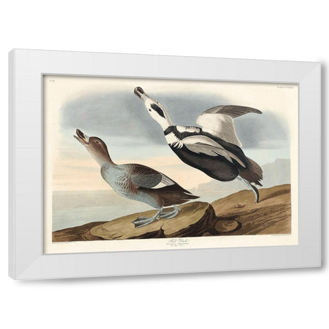Pied Duck White Modern Wood Framed Art Print by Audubon, John James