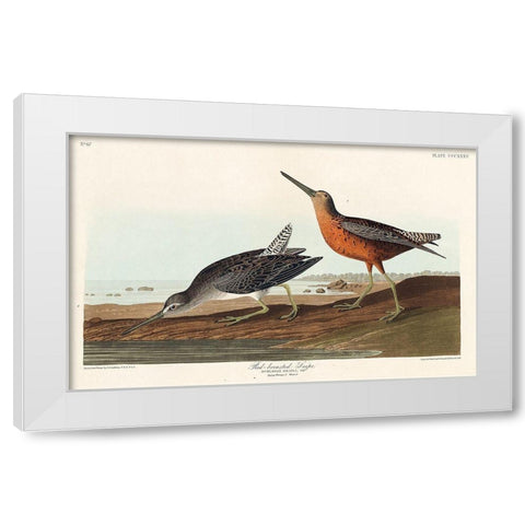 Red-breasted Snipe White Modern Wood Framed Art Print by Audubon, John James