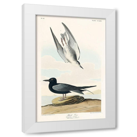 Black Tern White Modern Wood Framed Art Print by Audubon, John James