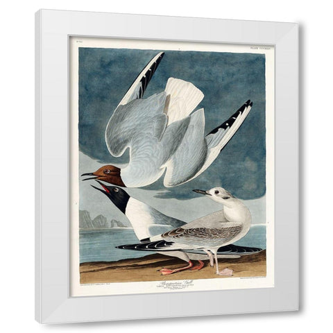Bonapartian Gull White Modern Wood Framed Art Print by Audubon, John James