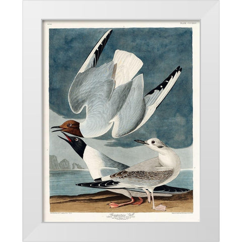 Bonapartian Gull White Modern Wood Framed Art Print by Audubon, John James