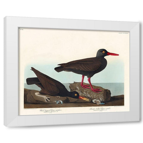 White-legged Oyster-catcher, or Slender-billed Oyster-catcher White Modern Wood Framed Art Print by Audubon, John James
