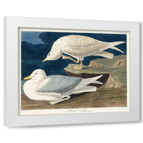 White-winged silvery Gull White Modern Wood Framed Art Print by Audubon, John James