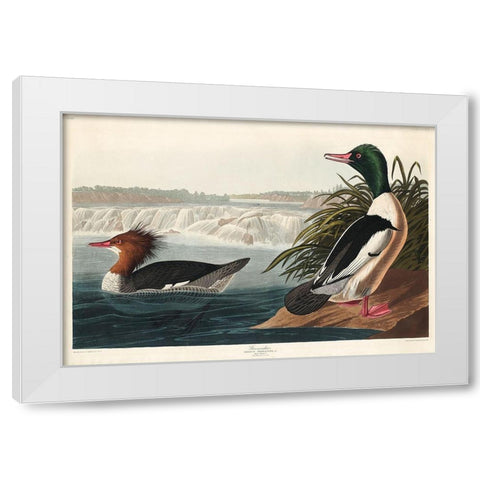 Goosander White Modern Wood Framed Art Print by Audubon, John James
