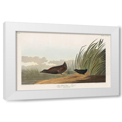 Least Water-hen White Modern Wood Framed Art Print by Audubon, John James