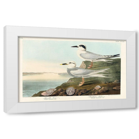 Havells Tern and Trudeaus TernÂ  White Modern Wood Framed Art Print by Audubon, John James