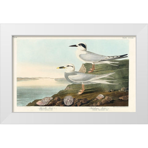Havells Tern and Trudeaus TernÂ  White Modern Wood Framed Art Print by Audubon, John James