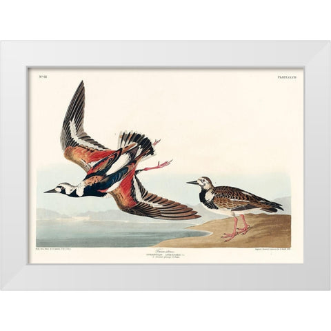 Turn-stone White Modern Wood Framed Art Print by Audubon, John James