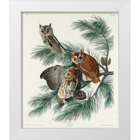 Little Screech Owl White Modern Wood Framed Art Print by Audubon, John James