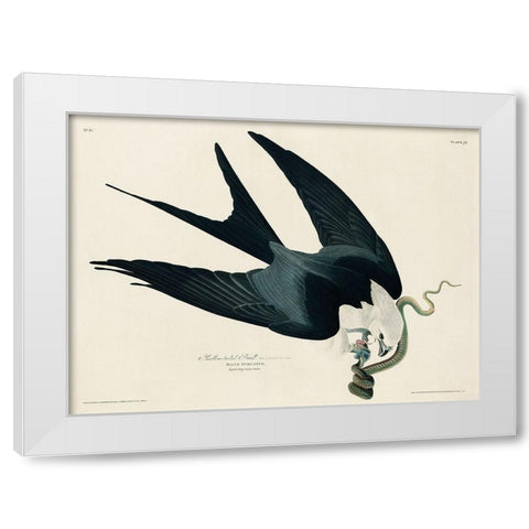 Swallow-tailed Hawk White Modern Wood Framed Art Print by Audubon, John James