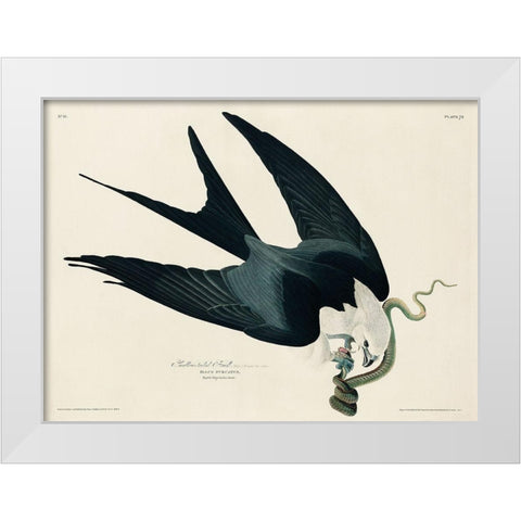 Swallow-tailed Hawk White Modern Wood Framed Art Print by Audubon, John James