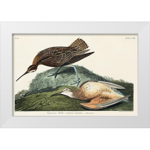 Esquimaux Curlew White Modern Wood Framed Art Print by Audubon, John James