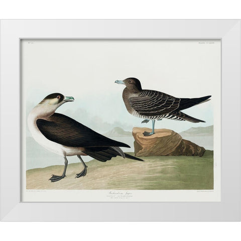 Richardsons JagerÂ  White Modern Wood Framed Art Print by Audubon, John James