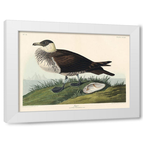 Jager White Modern Wood Framed Art Print by Audubon, John James