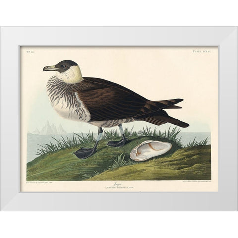 Jager White Modern Wood Framed Art Print by Audubon, John James
