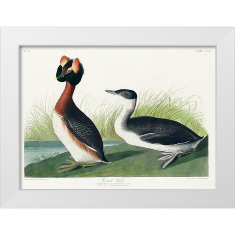 Horned Grebe White Modern Wood Framed Art Print by Audubon, John James