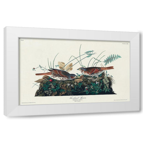 Fox-coloured Sparrow White Modern Wood Framed Art Print by Audubon, John James
