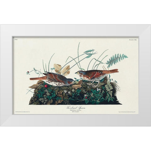 Fox-coloured Sparrow White Modern Wood Framed Art Print by Audubon, John James