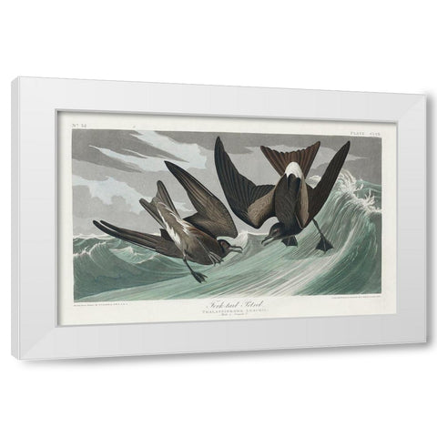 Fork-tailed Petrel White Modern Wood Framed Art Print by Audubon, John James
