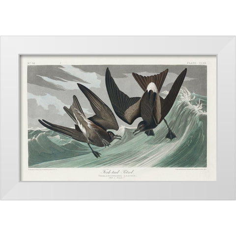 Fork-tailed Petrel White Modern Wood Framed Art Print by Audubon, John James