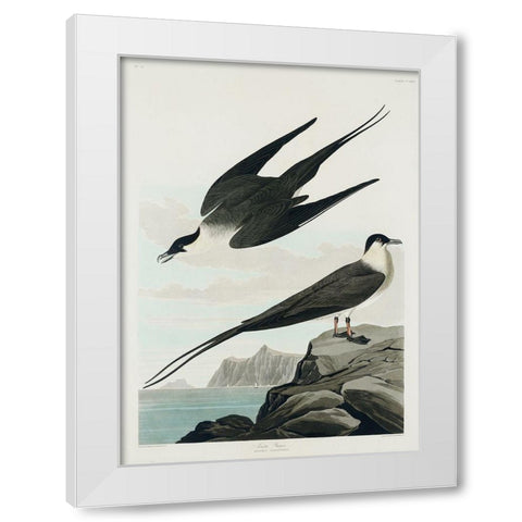 Arctic Yager White Modern Wood Framed Art Print by Audubon, John James