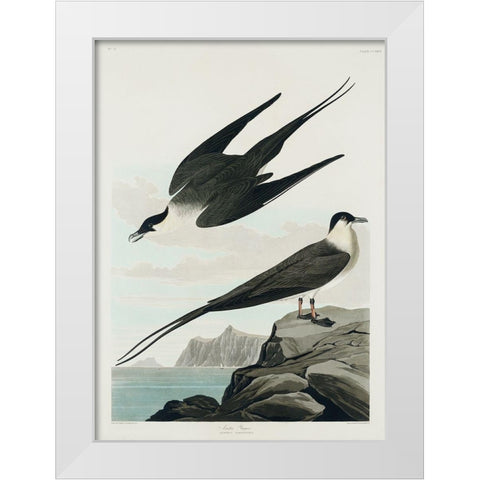 Arctic Yager White Modern Wood Framed Art Print by Audubon, John James