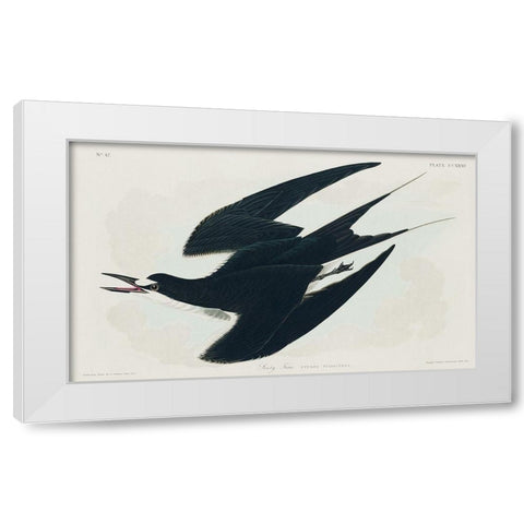 Sooty Tern White Modern Wood Framed Art Print by Audubon, John James