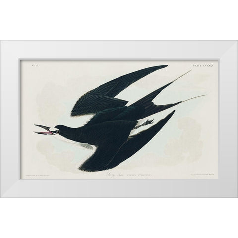 Sooty Tern White Modern Wood Framed Art Print by Audubon, John James