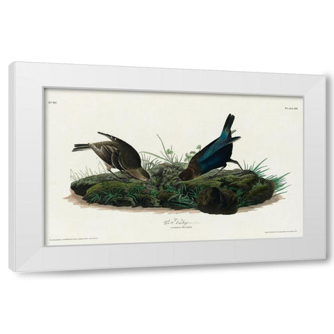 Cow-pen Bird White Modern Wood Framed Art Print by Audubon, John James