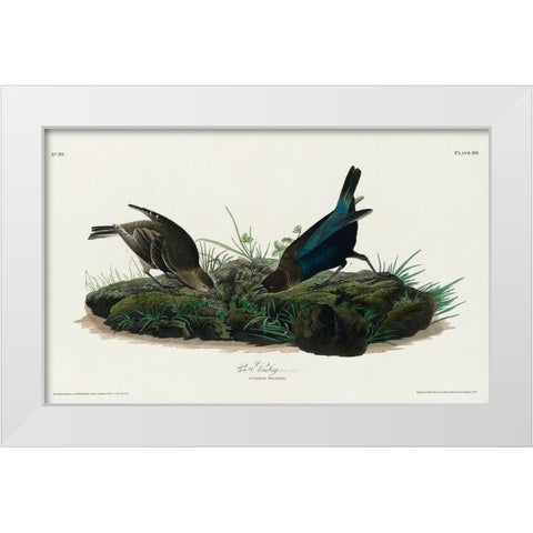Cow-pen Bird White Modern Wood Framed Art Print by Audubon, John James