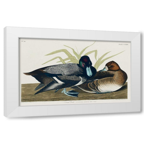 Scaup Duck White Modern Wood Framed Art Print by Audubon, John James