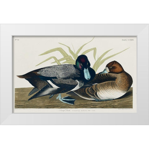 Scaup Duck White Modern Wood Framed Art Print by Audubon, John James
