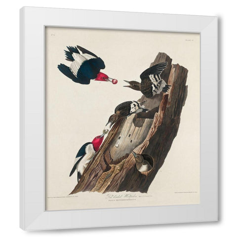 Red-headed Woodpecker White Modern Wood Framed Art Print by Audubon, John James