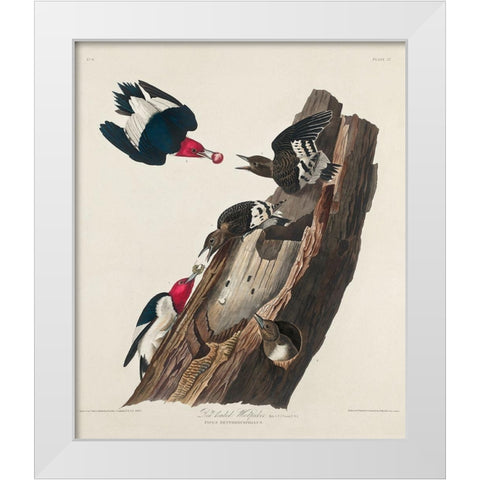 Red-headed Woodpecker White Modern Wood Framed Art Print by Audubon, John James