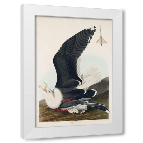 Black Backed GullÂ  White Modern Wood Framed Art Print by Audubon, John James