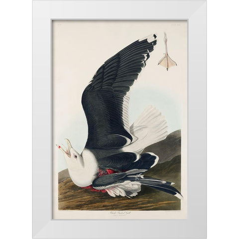 Black Backed GullÂ  White Modern Wood Framed Art Print by Audubon, John James