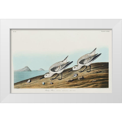 Sanderling White Modern Wood Framed Art Print by Audubon, John James