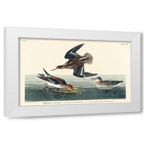 Hyperborean phalarope White Modern Wood Framed Art Print by Audubon, John James